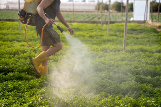 Best Mosquito Control Services  in Bort, GA