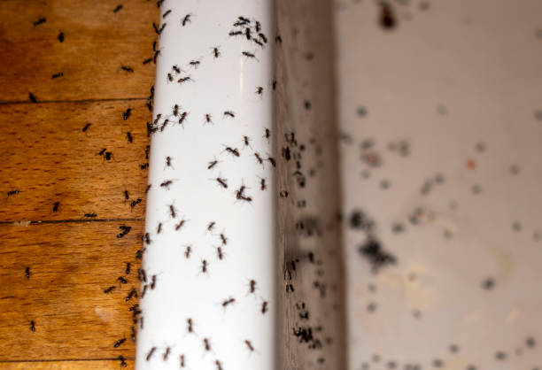Best Local Pest Control Services  in Bort, GA